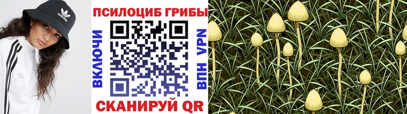 Галлюциногенные грибы Psilocybine cubensis blacksprut ссылки Закаменск